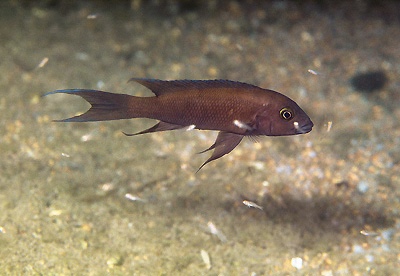 Neolamprologus christyi 'Namansi'